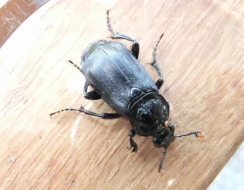 Black Sexton Beetle - photo 8