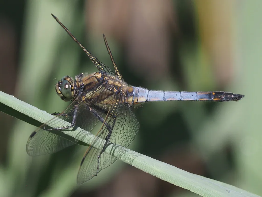 Black-tailed Skimmer - photo 2