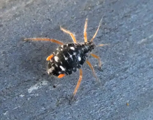 Black Willow Bark Aphid