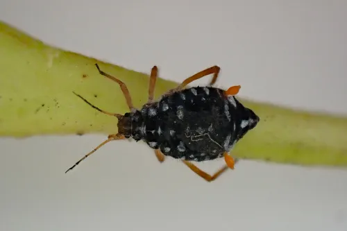 Black Willow Bark Aphid - photo 2