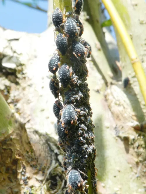 Black Willow Bark Aphid - photo 3