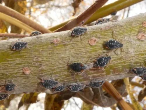 Black Willow Bark Aphid - photo 4