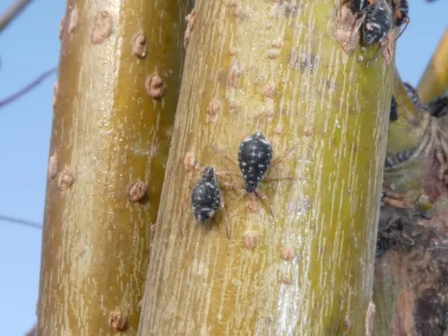 Black Willow Bark Aphid - photo 5