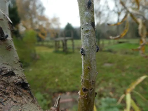 Black Willow Bark Aphid - photo 6