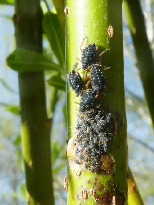 Black Willow Bark Aphid - photo 7