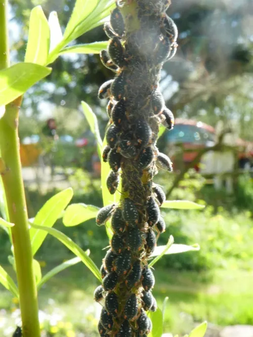 Black Willow Bark Aphid - photo 8