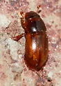 Blackburneus stercorosus - Blackburneus stercorosus