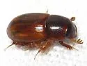 Blackburneus stercorosus - photo 2