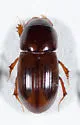 Blackburneus stercorosus - photo 3
