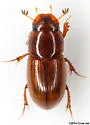 Blackburneus stercorosus - photo 4