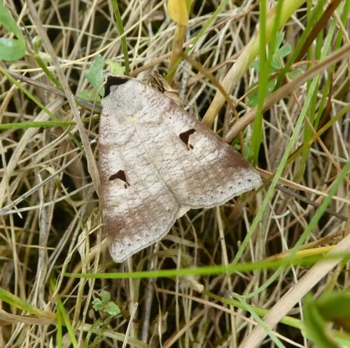 The Blackneck - photo 5