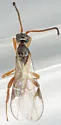Blacus caduceus