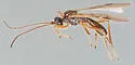 Blacus ruficornis