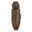 Bladus quadricollis - Bladus quadricollis
