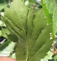 Blaesodiplosis crataegifolia - photo 3