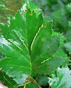 Blaesodiplosis crataegifolia - photo 4