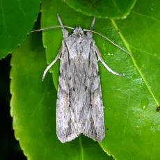 Blair's Shoulder-knot - Lithophane leautieri