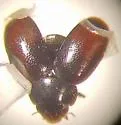 Pitch Lady Beetle