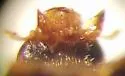 Pitch Lady Beetle - photo 3