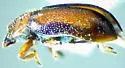 Pitch Lady Beetle - photo 5