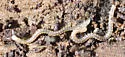 Spotted Snake Millipede
