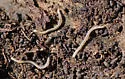 Spotted Snake Millipede - photo 2