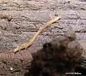 Spotted Snake Millipede - photo 3
