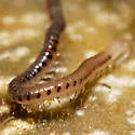 Spotted Snake Millipede - photo 4