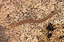 Spotted Snake Millipede - photo 5