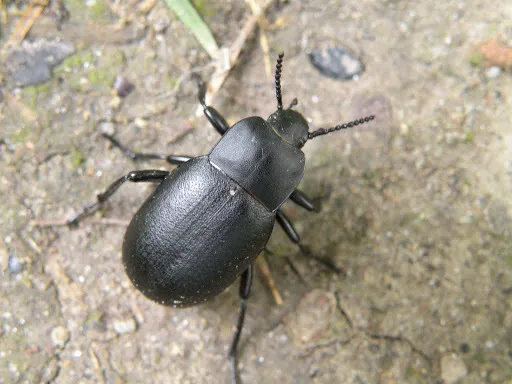 Blaps lethifera - photo 2