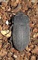 Blapstinus brevicollis