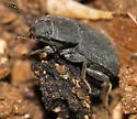 Blapstinus brevicollis - photo 2