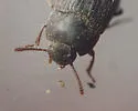 Blapstinus brevicollis - photo 3