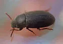 Blapstinus brevicollis - photo 4
