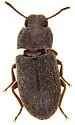 Blapstinus castaneus