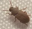 Blapstinus castaneus - photo 2