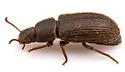 Blapstinus castaneus - photo 3