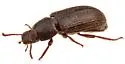Blapstinus castaneus - photo 4
