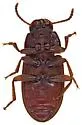 Blapstinus castaneus - photo 5