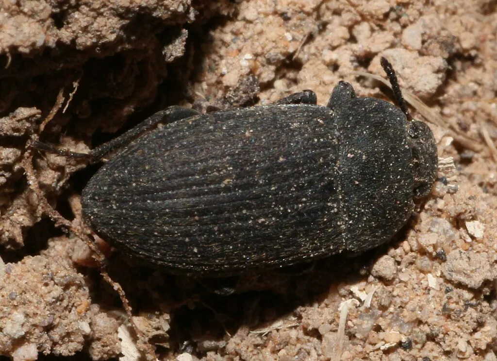 Blapstinus dilatatus - photo 2