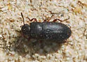 Blapstinus discolor