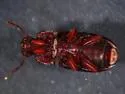 Blapstinus discolor - photo 2
