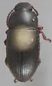 Blapstinus discolor - photo 3