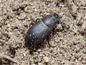 Blapstinus discolor - photo 4