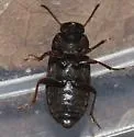 Blapstinus discolor - photo 5