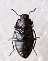 Blapstinus fortis