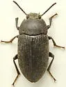 Blapstinus fortis - photo 2