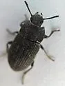 Blapstinus fortis - photo 3