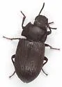 Blapstinus fortis - photo 5