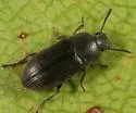 Blapstinus fuscus